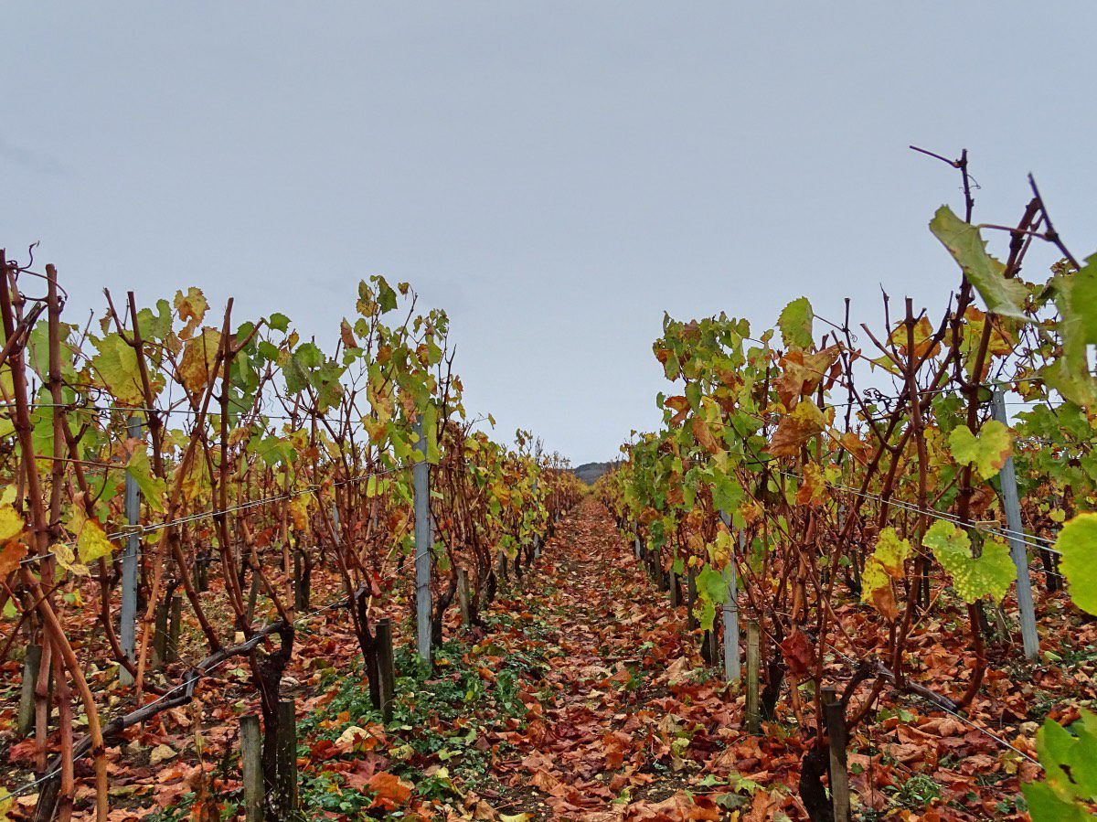 Auxey - Colorful vines