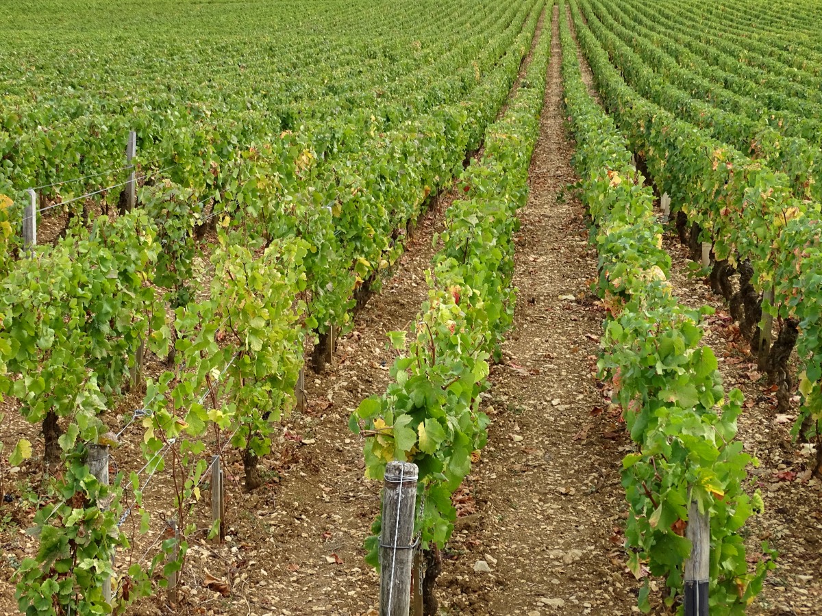 Burgundy - Rows of vines