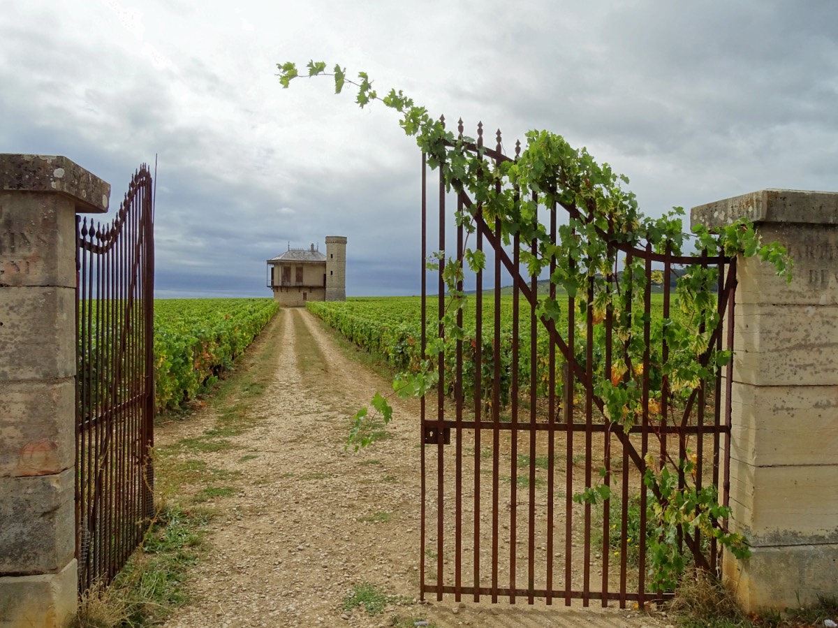Burgundy - House in the vineyard