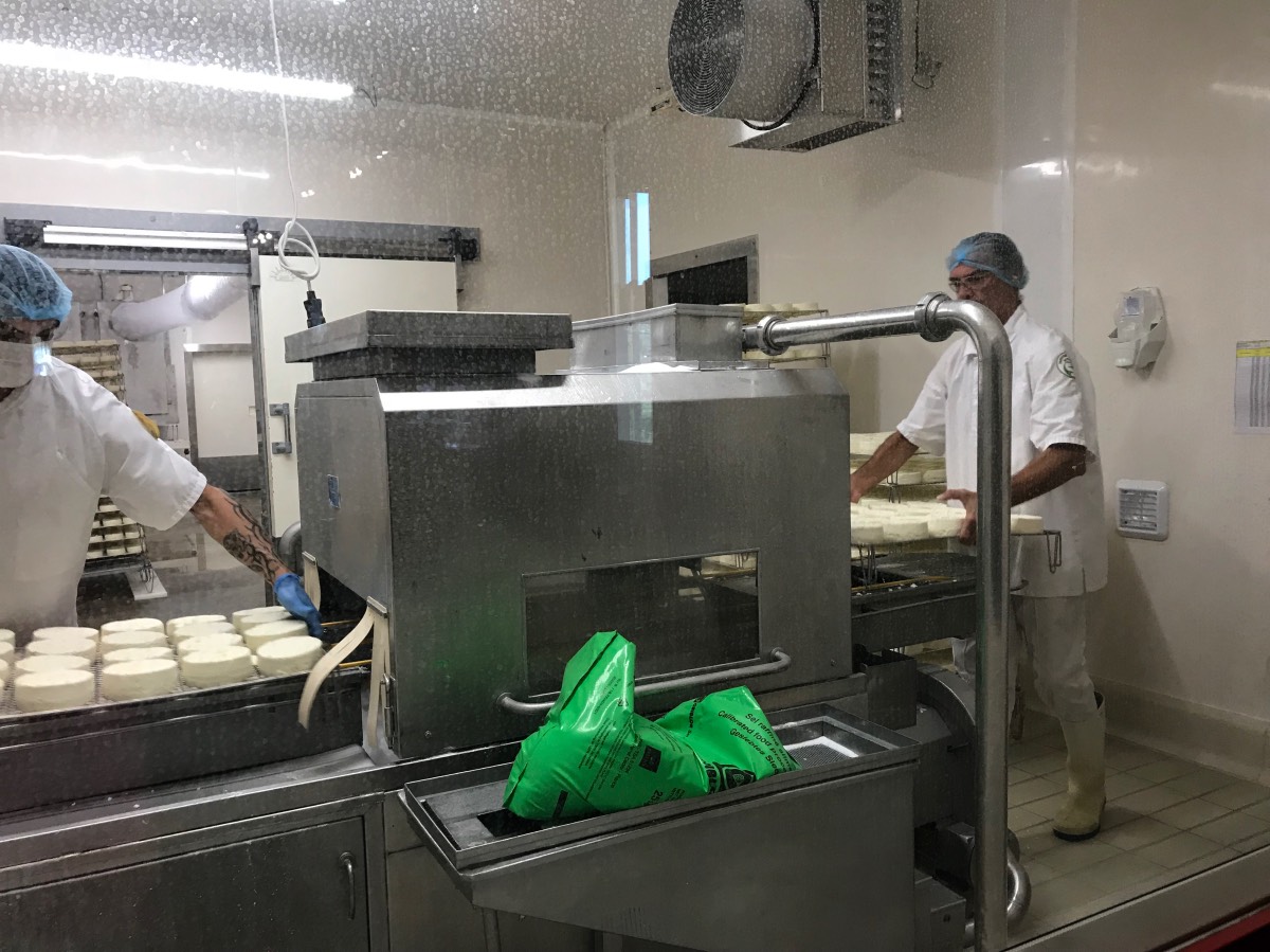 Gastronomy - Cheese making